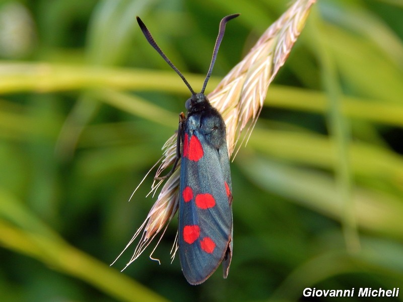 Zygaenidae da confermare